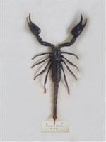 藏品(毒蠍子)的圖片